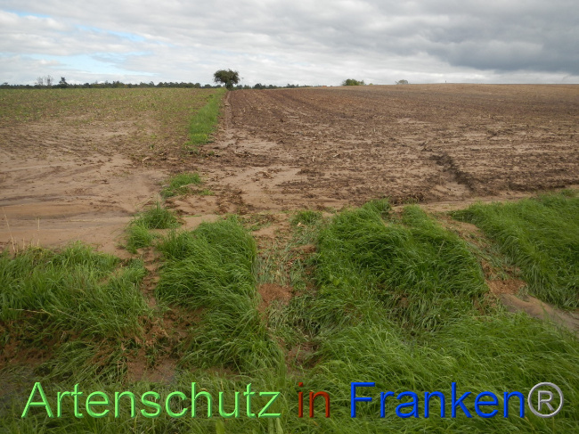 © Artenschutz in Franken® Bild zum Eintrag (1076755-160)