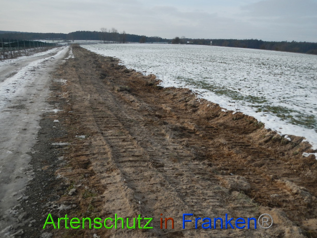 © Artenschutz in Franken® Bild zum Eintrag (1081609-160)