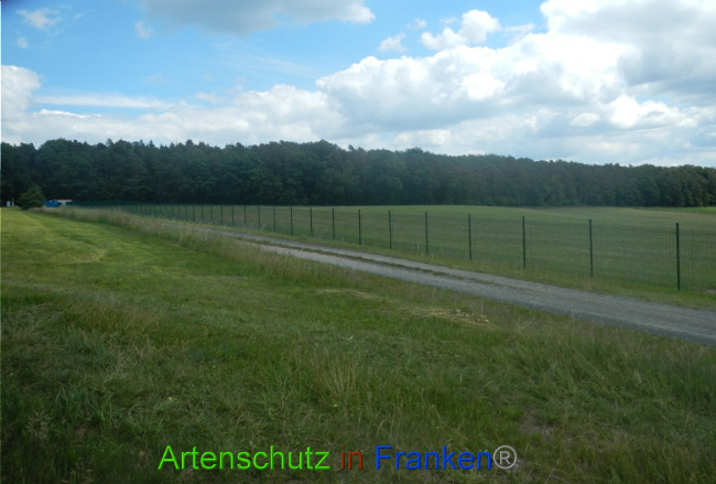 © Artenschutz in Franken® Bild zum Eintrag (1081610-160)