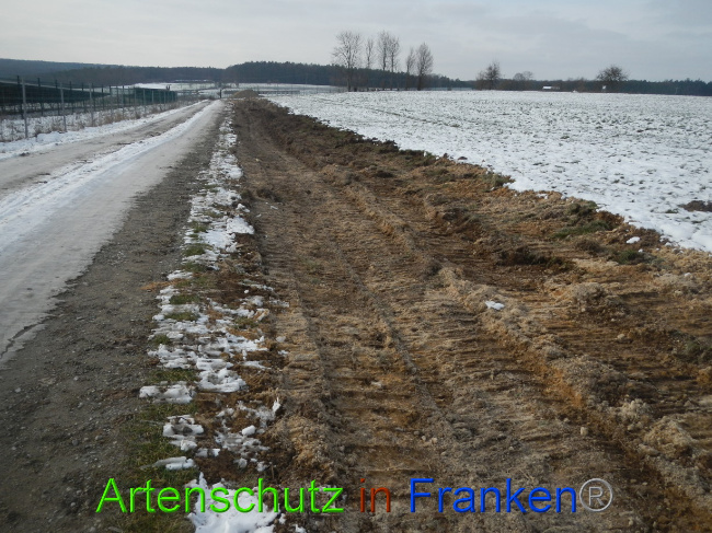 © Artenschutz in Franken® Bild zum Eintrag (1081613-160)