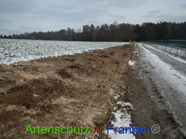 © Artenschutz in Franken® Bild zum Eintrag (1081615-160)