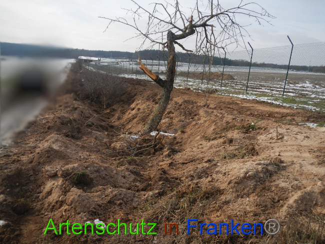 © Artenschutz in Franken® Bild zum Eintrag (1081642-160)