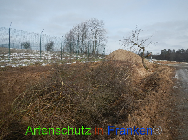 © Artenschutz in Franken® Bild zum Eintrag (1081643-160)
