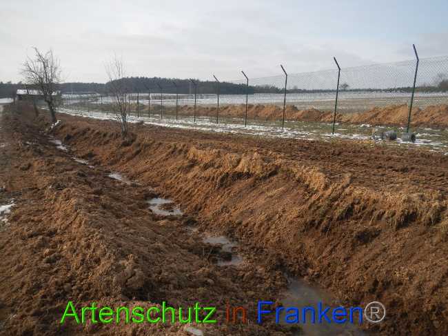 © Artenschutz in Franken® Bild zum Eintrag (1081647-160)