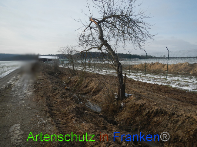© Artenschutz in Franken® Bild zum Eintrag (1081650-160)