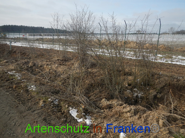 © Artenschutz in Franken® Bild zum Eintrag (1081651-160)