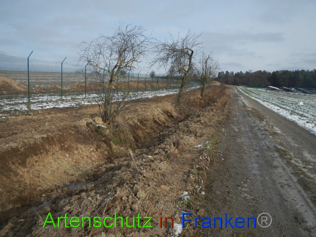 © Artenschutz in Franken® Bild zum Eintrag (1081659-160)