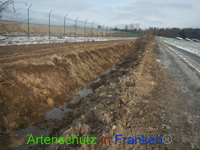 © Artenschutz in Franken® Bild zum Eintrag (1081661-160)