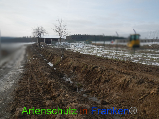 © Artenschutz in Franken® Bild zum Eintrag (1081663-160)