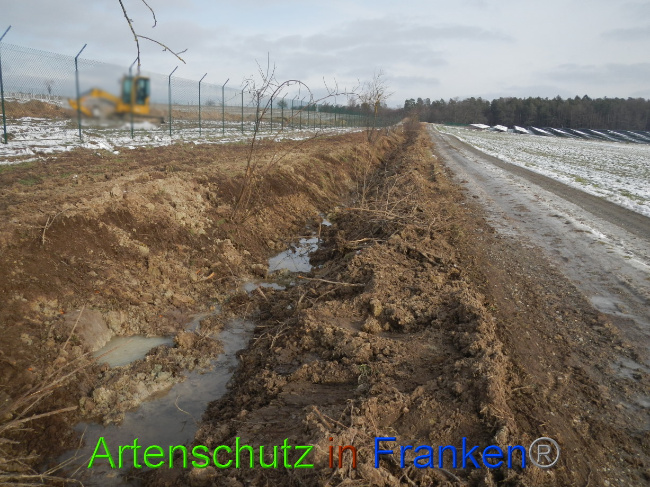 © Artenschutz in Franken® Bild zum Eintrag (1081664-160)