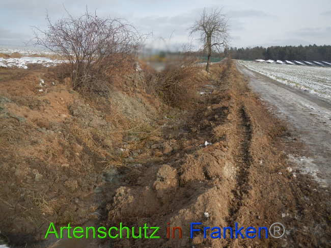 © Artenschutz in Franken® Bild zum Eintrag (1081666-160)