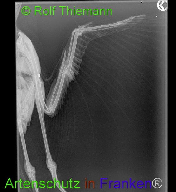 © Artenschutz in Franken® / Rolf Thiemann Bild zum Eintrag (1082281-160)