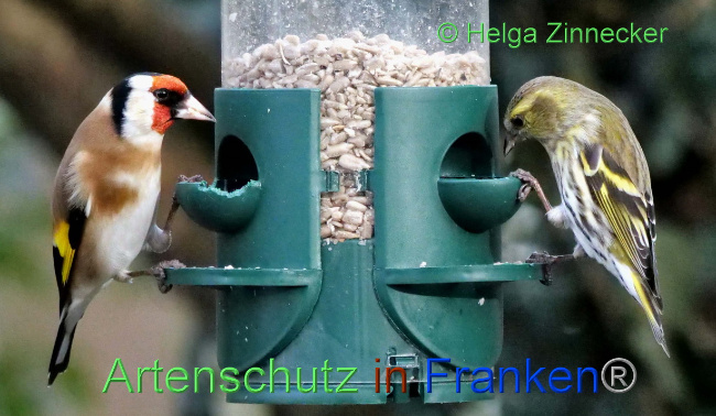© Artenschutz in Franken® Bild zum Eintrag (1082665-160)