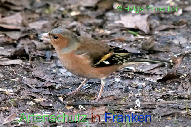 © Artenschutz in Franken® / Helga Zinnecker Bild zum Eintrag (1082666-160)
