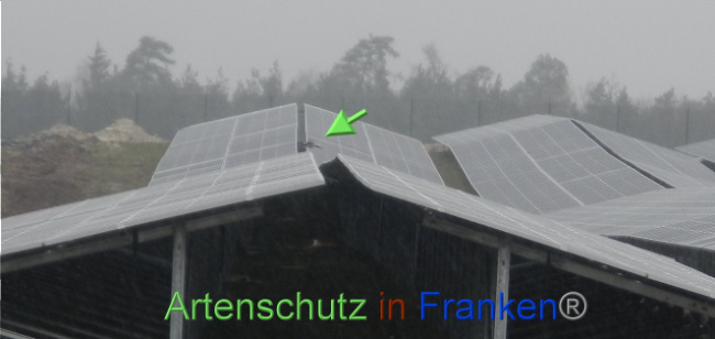 © Artenschutz in Franken® Bild zum Eintrag (1083255-160)