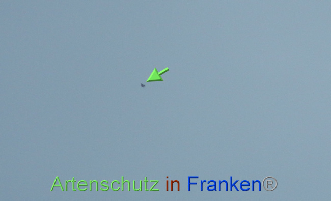 © Artenschutz in Franken® Bild zum Eintrag (1083260-160)