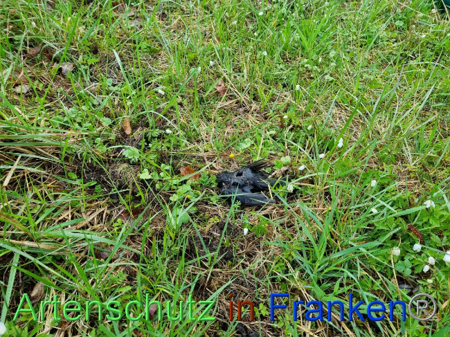 © Artenschutz in Franken® Bild zum Eintrag (1084461-160)