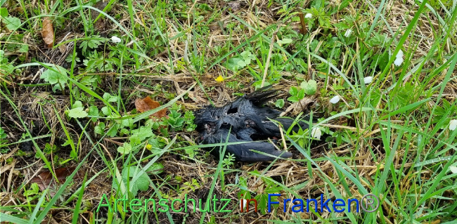 © Artenschutz in Franken® Bild zum Eintrag (1084462-160)