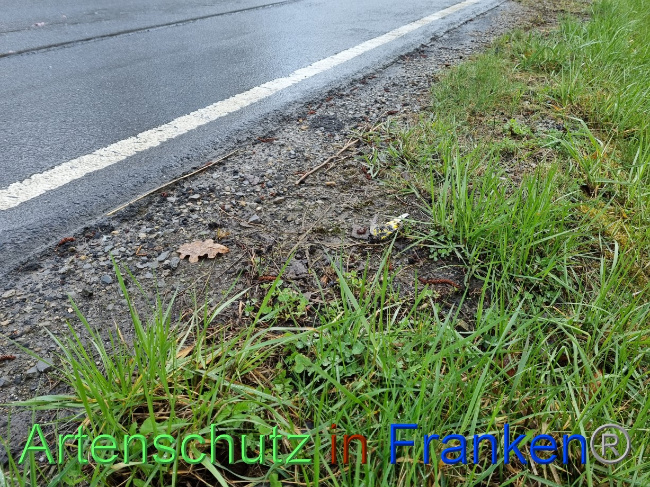 © Artenschutz in Franken® Bild zum Eintrag (1084463-160)