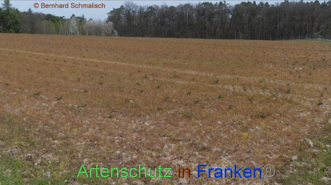© Artenschutz in Franken® / Bernhard Schmalisch Bild zum Eintrag (1085005-160)