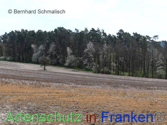 © Artenschutz in Franken® / Bernhard Schmalisch Bild zum Eintrag (1085054-160)