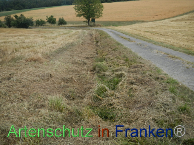 © Artenschutz in Franken® Bild zum Eintrag (1089933-160)