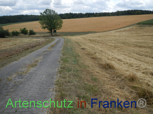 © Artenschutz in Franken® Bild zum Eintrag (1089934-160)