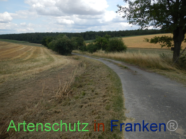 © Artenschutz in Franken® Bild zum Eintrag (1089936-160)