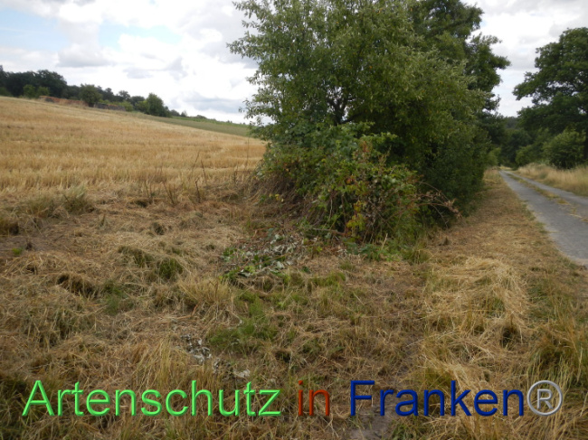 © Artenschutz in Franken® Bild zum Eintrag (1089938-160)