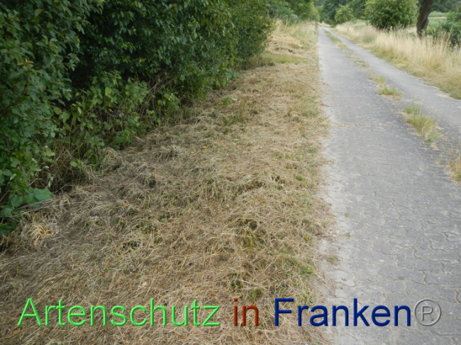 © Artenschutz in Franken® Bild zum Eintrag (1089939-160)