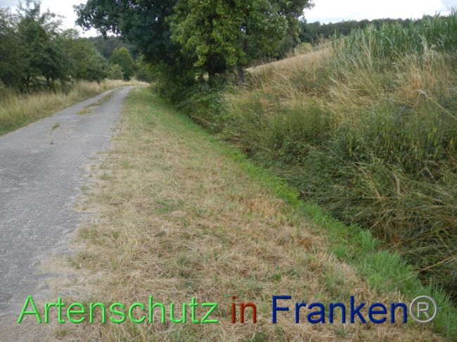 © Artenschutz in Franken® Bild zum Eintrag (1089940-160)