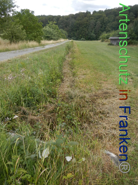 © Artenschutz in Franken® Bild zum Eintrag (1089946-160)
