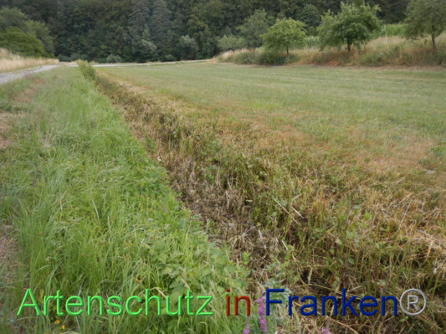© Artenschutz in Franken® Bild zum Eintrag (1089947-160)