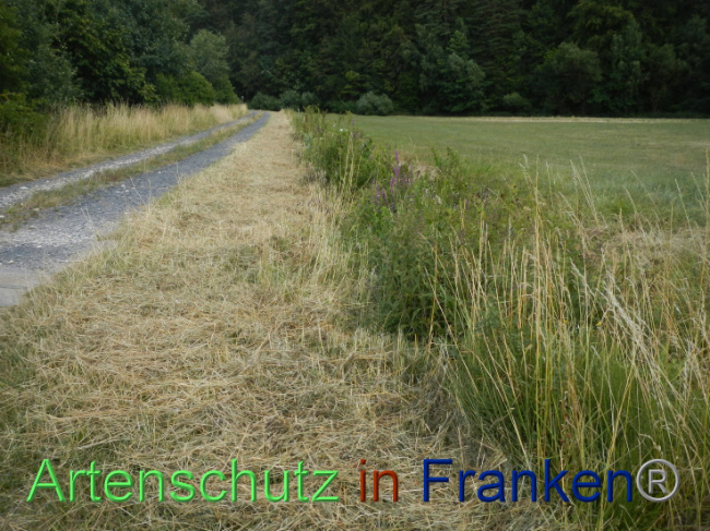 © Artenschutz in Franken® Bild zum Eintrag (1089948-160)