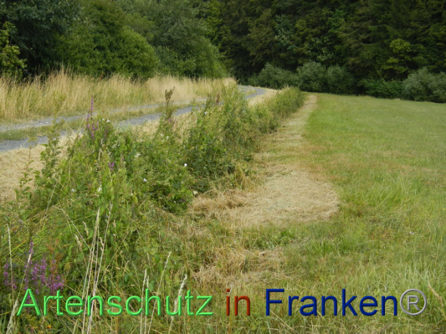 © Artenschutz in Franken® Bild zum Eintrag (1089954-160)