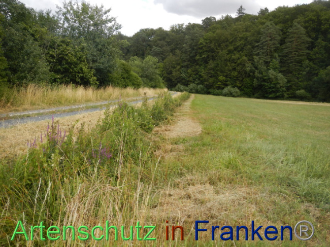© Artenschutz in Franken® Bild zum Eintrag (1089955-160)