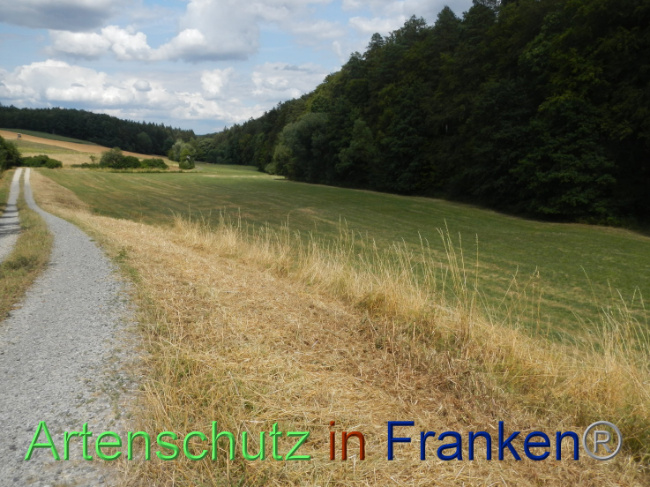 © Artenschutz in Franken® Bild zum Eintrag (1089961-160)