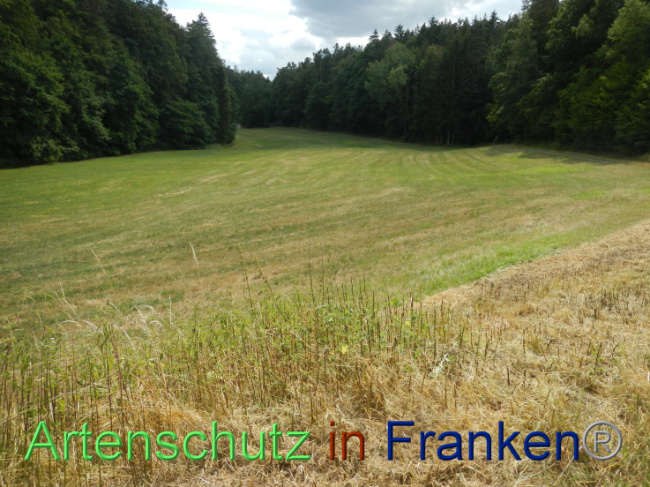 © Artenschutz in Franken® Bild zum Eintrag (1089967-160)