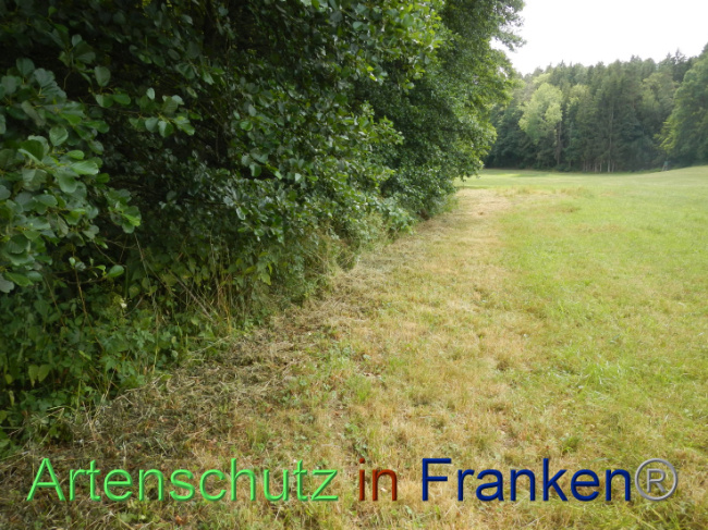 © Artenschutz in Franken® Bild zum Eintrag (1089969-160)
