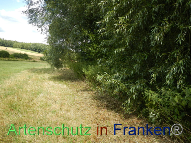 © Artenschutz in Franken® Bild zum Eintrag (1089970-160)