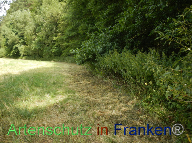 © Artenschutz in Franken® Bild zum Eintrag (1089971-160)