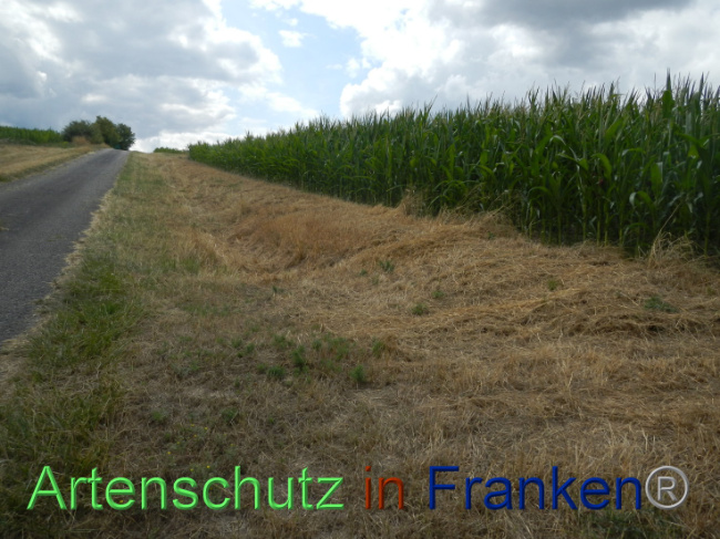 © Artenschutz in Franken® Bild zum Eintrag (1089974-160)
