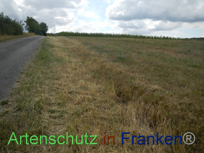 © Artenschutz in Franken® Bild zum Eintrag (1089975-160)