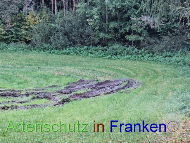 © Artenschutz in Franken® Bild zum Eintrag (1094611-160)