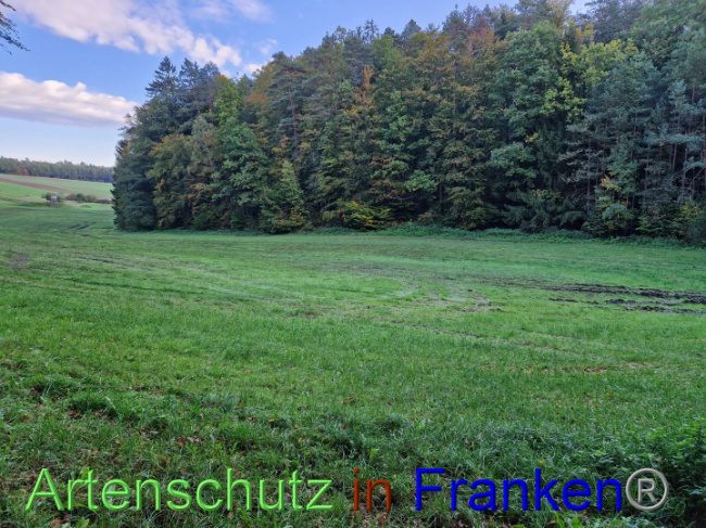 © Artenschutz in Franken® Bild zum Eintrag (1094613-160)