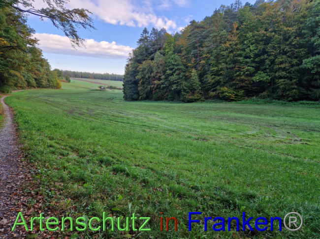 © Artenschutz in Franken® Bild zum Eintrag (1094614-160)