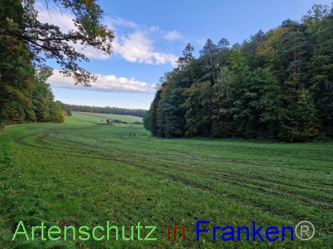 © Artenschutz in Franken® Bild zum Eintrag (1094615-160)