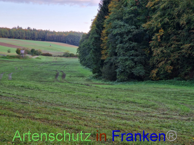 © Artenschutz in Franken® Bild zum Eintrag (1094616-160)