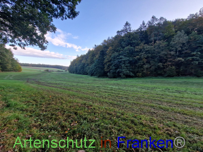 © Artenschutz in Franken® Bild zum Eintrag (1094621-160)