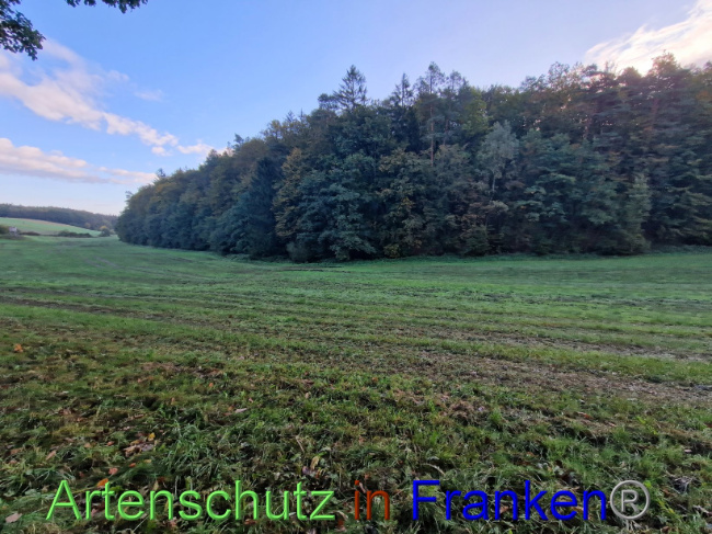 © Artenschutz in Franken® Bild zum Eintrag (1094622-160)